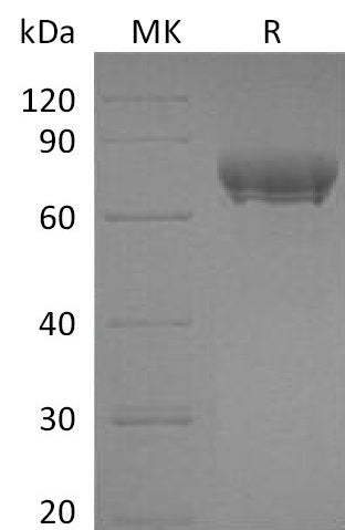 BL-0145NP: Greater than 95% as determined by reducing SDS-PAGE. (QC verified)Recombinant Human PD-L1 Protein (C-Fc)
