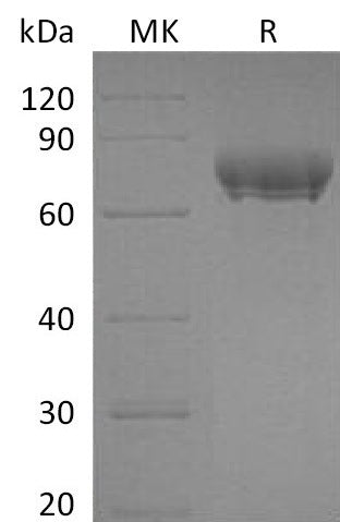 BL-0145NP: Greater than 95% as determined by reducing SDS-PAGE. (QC verified)