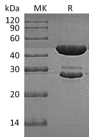 BL-1630NP: Greater than 95% as determined by reducing SDS-PAGE. (QC verified)