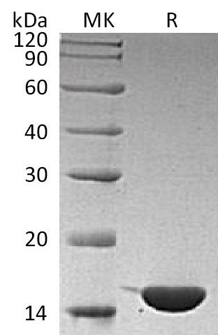 BL-1749NP: Greater than 95% as determined by reducing SDS-PAGE. (QC verified)