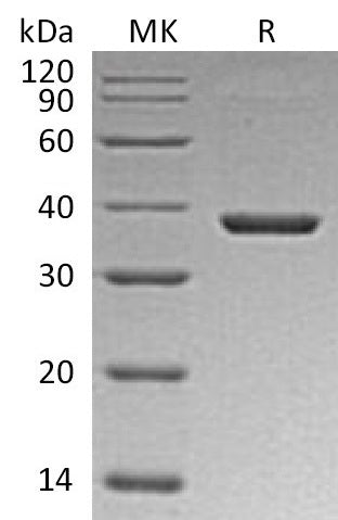 BL-1048NP: Greater than 95% as determined by reducing SDS-PAGE. (QC verified)Recombinant Mouse B7-H3 Protein (C-6His)