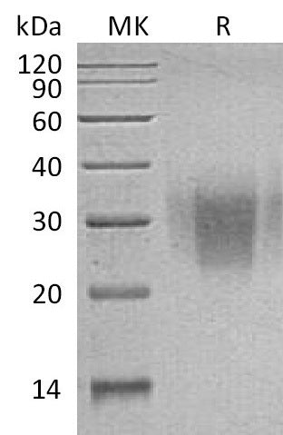 BL-2666NP: Greater than 95% as determined by reducing SDS-PAGE. (QC verified)