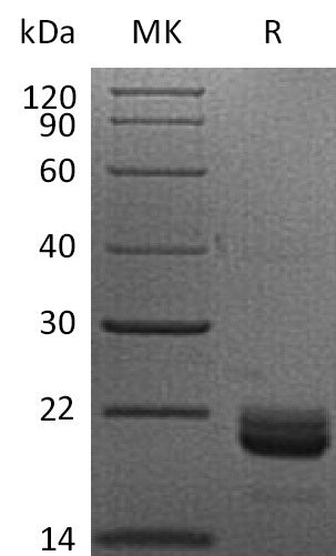 BL-1049NP: Greater than 95% as determined by reducing SDS-PAGE. (QC verified)