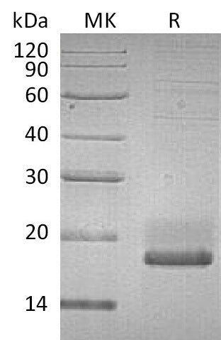 BL-1047NP: Greater than 95% as determined by reducing SDS-PAGE. (QC verified)Recombinant Human SUMO3 Protein (C-6His)
