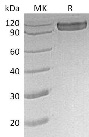 BL-0146NP: Greater than 95% as determined by reducing SDS-PAGE. (QC verified)