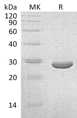 BL-2081NP: Greater than 95% as determined by reducing SDS-PAGE. (QC verified)