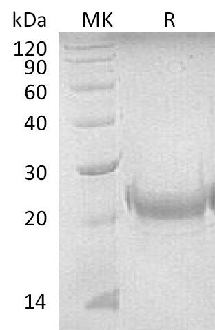 BL-2610NP: Greater than 95% as determined by reducing SDS-PAGE. (QC verified)