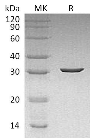 BL-1046NP: Greater than 95% as determined by reducing SDS-PAGE. (QC verified)