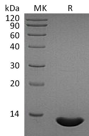 BL-1933NP: Greater than 95% as determined by reducing SDS-PAGE. (QC verified)