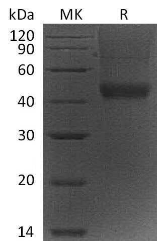 BL-1052NP: Greater than 95% as determined by reducing SDS-PAGE. (QC verified)Recombinant Mouse Decorin Protein (C-6His)