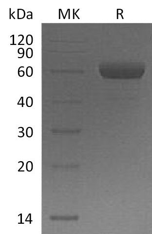 BL-2755NP: Greater than 95% as determined by reducing SDS-PAGE. (QC verified)