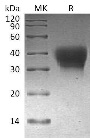 BL-1055NP: Greater than 95% as determined by reducing SDS-PAGE. (QC verified)Recombinant Cynomolgus PD-1 Protein (C-6His)