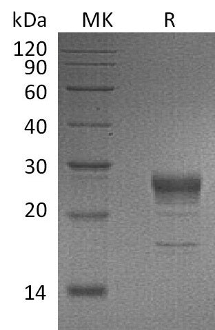 BL-1245NP: Greater than 90% as determined by reducing SDS-PAGE. (QC verified)Recombinant Human KGF Protein (C-6His)