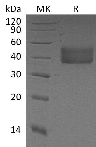 BL-1057NP: Greater than 95% as determined by reducing SDS-PAGE. (QC verified)