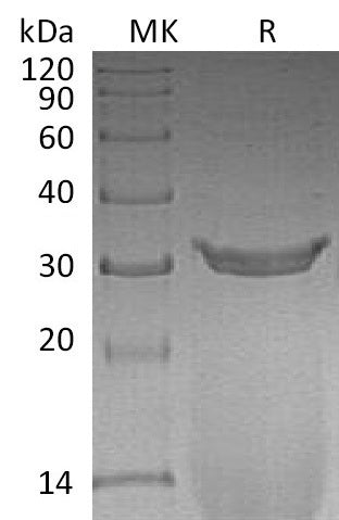 BL-1936NP: Greater than 95% as determined by reducing SDS-PAGE. (QC verified)
