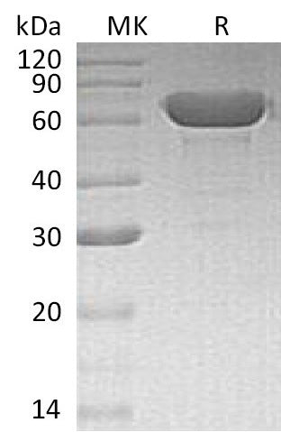BL-1938NP: Greater than 95% as determined by reducing SDS-PAGE. (QC verified)Recombinant Human Albumin Protein