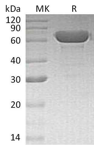 BL-1938NP: Greater than 95% as determined by reducing SDS-PAGE. (QC verified)
