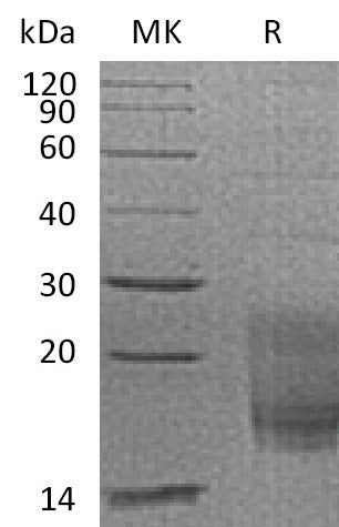 BL-1056NP: Greater than 95% as determined by reducing SDS-PAGE. (QC verified)