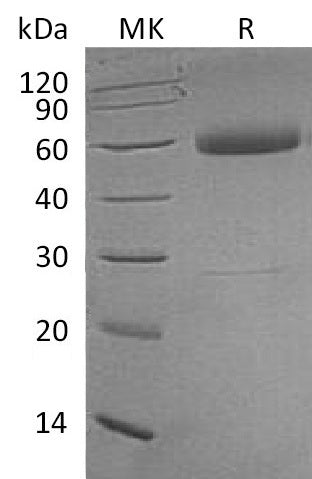 BL-0150NP: Greater than 95% as determined by reducing SDS-PAGE. (QC verified)Recombinant Human TNF RI Protein (C-Fc)