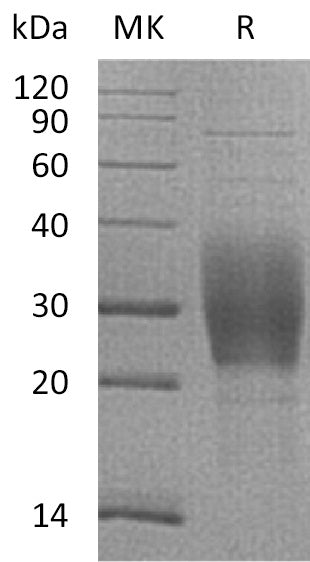 BL-0148NP: Greater than 95% as determined by reducing SDS-PAGE. (QC verified)