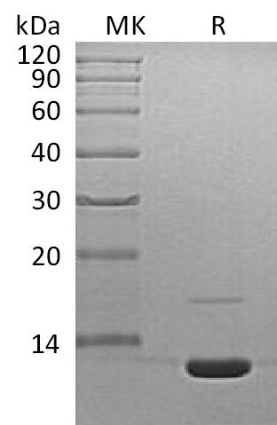 BL-1937NP: Greater than 95% as determined by reducing SDS-PAGE. (QC verified)