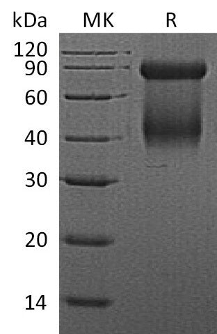 BL-1051NP: Greater than 90% as determined by reducing SDS-PAGE. (QC verified)