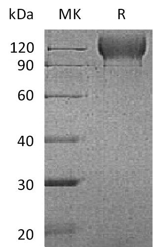 BL-2004NP: Greater than 90% as determined by reducing SDS-PAGE. (QC verified)