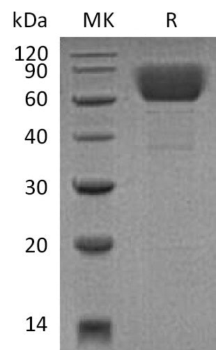 BL-2613NP: Greater than 95% as determined by reducing SDS-PAGE. (QC verified)Recombinant Mouse CD39 Protein (C-6His)