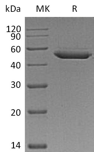BL-2089NP: Greater than 95% as determined by reducing SDS-PAGE. (QC verified)Recombinant Mouse Serpin E2 Protein (C-10His)