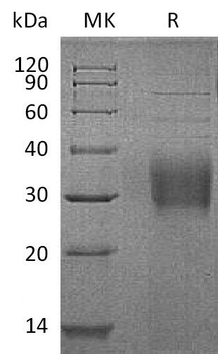 BL-1183NP: Greater than 95% as determined by reducing SDS-PAGE. (QC verified)Recombinant Human TROP-2 Protein (C-6His)