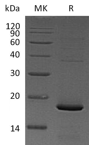 BL-1179NP: Greater than 95% as determined by reducing SDS-PAGE. (QC verified)Recombinant Mouse Pleiotrophin Protein (C-6His)