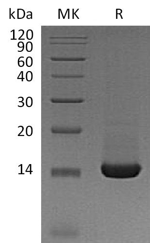 BL-1178NP: Greater than 95% as determined by reducing SDS-PAGE. (QC verified)Recombinant Mouse TFF2 Protein (C-6His)