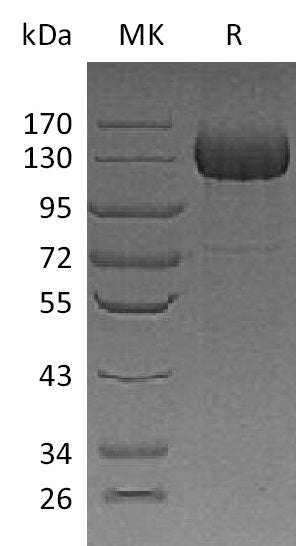 BL-1180NP: Greater than 85% as determined by reducing SDS-PAGE. (QC verified)Recombinant Human CDO Protein (C-6His)