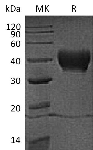 BL-1656NP: Greater than 95% as determined by reducing SDS-PAGE. (QC verified)Recombinant Human CD38 Protein (N-6His)