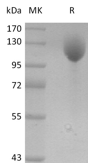 BL-0194NP: Greater than 95% as determined by reducing SDS-PAGE. (QC verified)Recombinant Mouse P-selectin Protein (C-Fc)