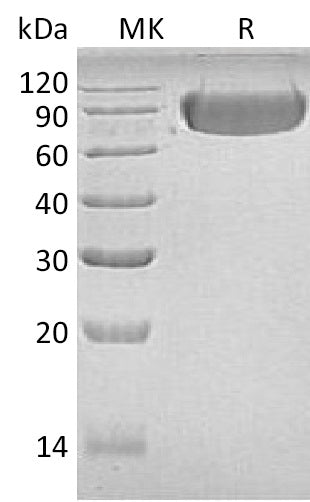 BL-0188NP: Greater than 95% as determined by reducing SDS-PAGE. (QC verified)