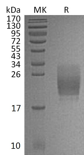 BL-1162NP: Greater than 95% as determined by reducing SDS-PAGE. (QC verified)