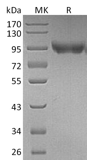 BL-1167NP: Greater than 95% as determined by reducing SDS-PAGE. (QC verified)Recombinant Mouse CD31 Protein (C-6His)