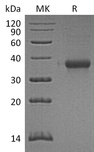 BL-1649NP: Greater than 95% as determined by reducing SDS-PAGE. (QC verified)