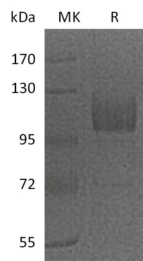 BL-0187NP: Greater than 95% as determined by reducing SDS-PAGE. (QC verified)Recombinant Mouse CD36 Protein (C-Fc)