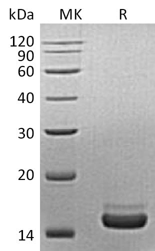 BL-1648NP: Greater than 95% as determined by reducing SDS-PAGE. (QC verified)