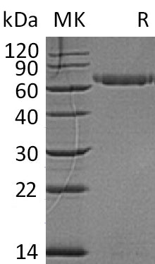 BL-1168NP: Greater than 95% as determined by reducing SDS-PAGE. (QC verified)