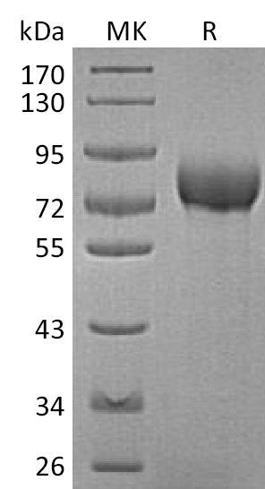 BL-1165NP: Greater than 95% as determined by reducing SDS-PAGE. (QC verified)Recombinant Human BCAM Protein (C-6His)