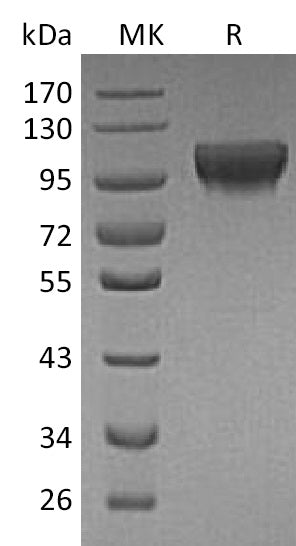 BL-1166NP: Greater than 95% as determined by reducing SDS-PAGE. (QC verified)Recombinant Human HER4 Protein (C-6His)