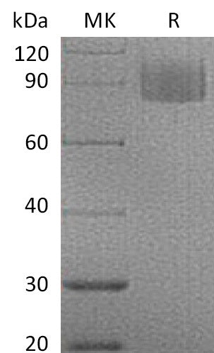 BL-1176NP: Greater than 95% as determined by reducing SDS-PAGE. (QC verified)Recombinant Mouse MAG Protein (C-6His)