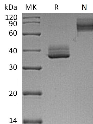 BL-0183NP: Greater than 95% as determined by reducing SDS-PAGE. (QC verified)Recombinant Mouse BCMA Protein (C-Fc)