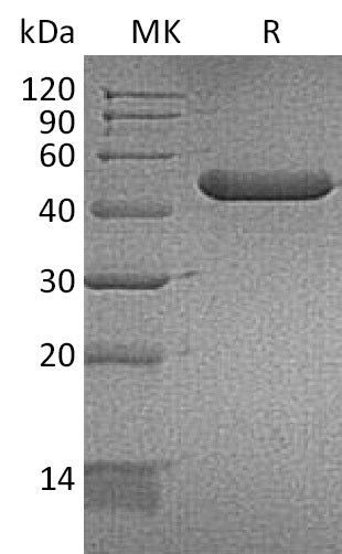 BL-1171NP: Greater than 95% as determined by reducing SDS-PAGE. (QC verified)Recombinant Mouse CHI3L3 Protein (C-6His)