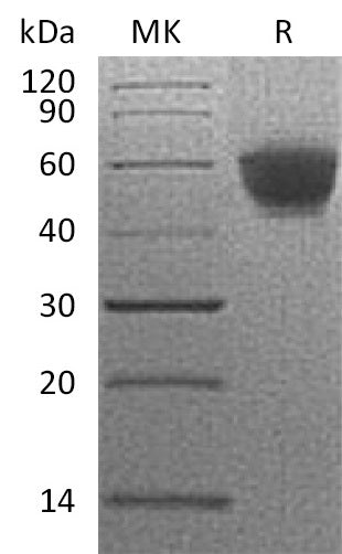 BL-1995NP: Greater than 95% as determined by reducing SDS-PAGE. (QC verified)Recombinant Human NKG2D Protein (N-Fc)