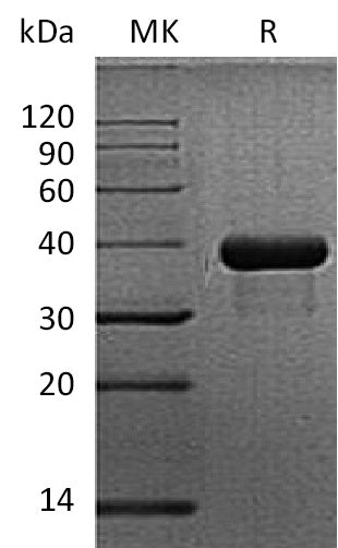 BL-1172NP: Greater than 95% as determined by reducing SDS-PAGE. (QC verified)