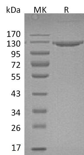 BL-0190NP: Greater than 95% as determined by reducing SDS-PAGE. (QC verified)Recombinant Mouse VCAM-1 Protein (C-Fc)